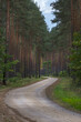 A winding gravel road through a forest in Poland