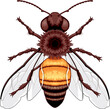 Bee top view, vector isolated animal.