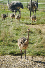 An ostrich bird in a farm, Baden-Wuerttemberg, Germany