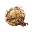 Rotten Celeriac isolated on transparent background.