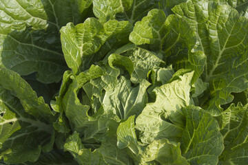 Wall Mural - agriculture, cabbage, chinese cabbage, close up, crop, cultivated, farm, farming, field, food, fresh, freshness, garden, green, grow, growing, growth, healthy, ingredient, korea, landscape, leaf, leav