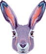Hare frontal view, vector isolated animal.