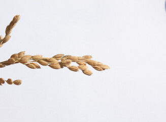 Wall Mural - Ears of rice isolated on white background