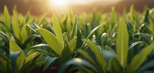 Wall Mural -  a close up of a grass field with a sky in the background and a green field in the foreground.