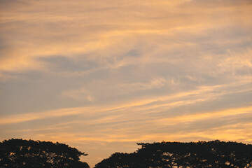 Wall Mural - nature and landscape concept with twilight and cloudy sky background on the morning with large tree