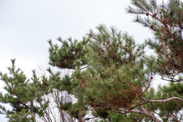 Poster - Tree Branch against blue dull sky in winter