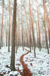 Hiking path in deep forest. Winter, snowe covered trees. Winter forest landscape.