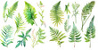 fern in basket watercolor illustration clipart. Generative AI