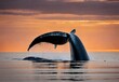 © Rao Saad Ishfaq - Whale Tale: Discovering Marine Life off Canada's Bay of Fundy