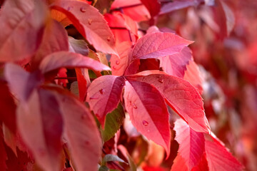 red autumn leaves