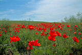 Fototapeta Natura - Spring wild poppy field