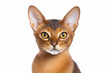 Abyssinian cat on white background