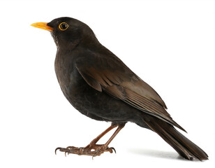 Wall Mural - Blackbird isolated on white background, cutout 