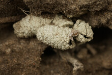 Closeup On Remnants Of An Unearthed Otherwise Underground Clarke's Mining Bee,Andrena Clarkella , Nest Cocoons