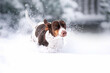 piebald dachshund dog winter walk in the snow beautiful winter photos of dogs