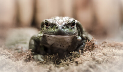 Wall Mural - frog with a hypnotic gaze looks at the camera