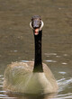 A portrait of a Goose at Stump Pond