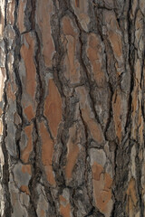 Wall Mural - Texture of pine bark on a tree