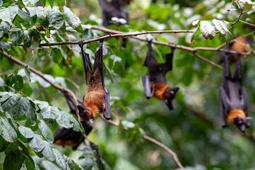 Canvas Print - Bats hanging upside down ,Lyle's flying fox