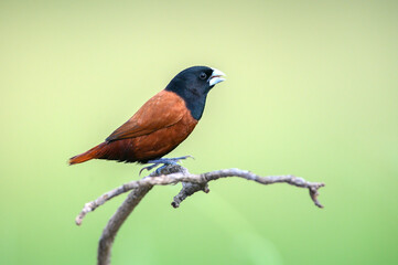 Wall Mural - Chestnut Munia or Black-headed Munia in nature