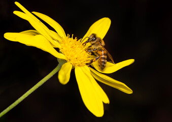 Wall Mural - Close up  beautiful bee on flower