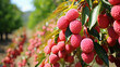 Ripe lychee fruits hanging on trees in an orchard on a sunny day, with a blurred background.