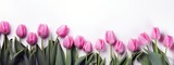 Fototapeta Tulipany - Women and mothers day banner. Pink tulips on white