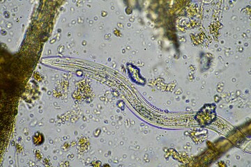 soil microorganisms including nematode, microarthropods, micro arthropod, tardigrade, and rotifers a soil sample, soil fungus and bacteria on a regenerative farm in compost under the microscope.