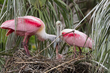 Roseate Spoonbill On Her Nest