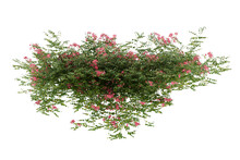 Plant Bush Hanging With Pink Flower Isolated On Transparent Background.