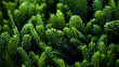 branches HD 8K wallpaper Stock Photographic Image 