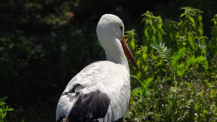 Sticker - Stork close up in natural habitat