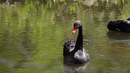 Poster - black swans swim on the pond