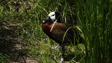 Poster - white faced whistling duck (dendrocygna viduata) in natural habitat