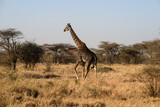 Fototapeta Sawanna - Masai Giraffe foraging in Serengeti Savannah in dry season in Tanzania