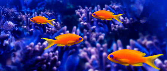 Wall Mural - coral fish - Pseudanthias squamipinnis