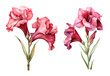 Gladiolus flower, watercolor clipart illustration with isolated background