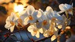 Close Beautiful Plant Orchid Flower, Background Image, Desktop Wallpaper Backgrounds, HD
