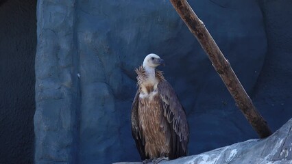 Canvas Print - griffon vulture in natural habitat