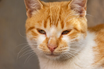 Close-up portrait of a cute cat.