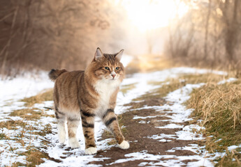 Poster - Kurilian Bobtail in studio