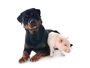 Wall Mural - miniature pig and rottweiler