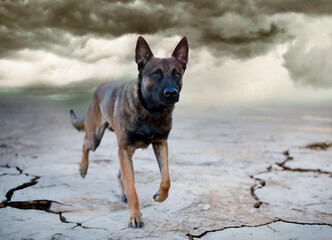 Wall Mural - belgian shepherd in nature