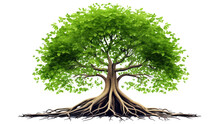 Green Tree With Roots, Vector Illustration On Isolated Transparent Or White Background.