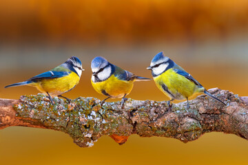 Wall Mural - Cute birds. Colorful nature background. Eurasian Blue Tit. Cyanistes caeruleus. 