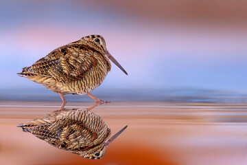 Wall Mural - A sandpiper photographed at the water's edge. Colorful nature background. Eurasian Woodcock. Scolopax rusticola.