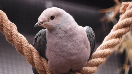 Canvas Print - Pink headed imperial pigeon sitting on a rope