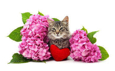 Canvas Print - Cat with flowers and a toy heart.