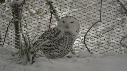 Video of Snowy owl in zoo