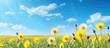 Yellow dandelions and blue sky in a field Copy space image Place for adding text or design